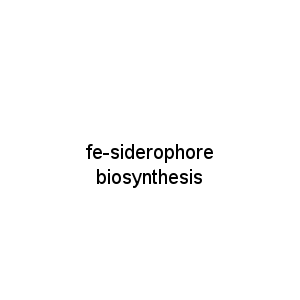 fe-siderophore biosynthesis